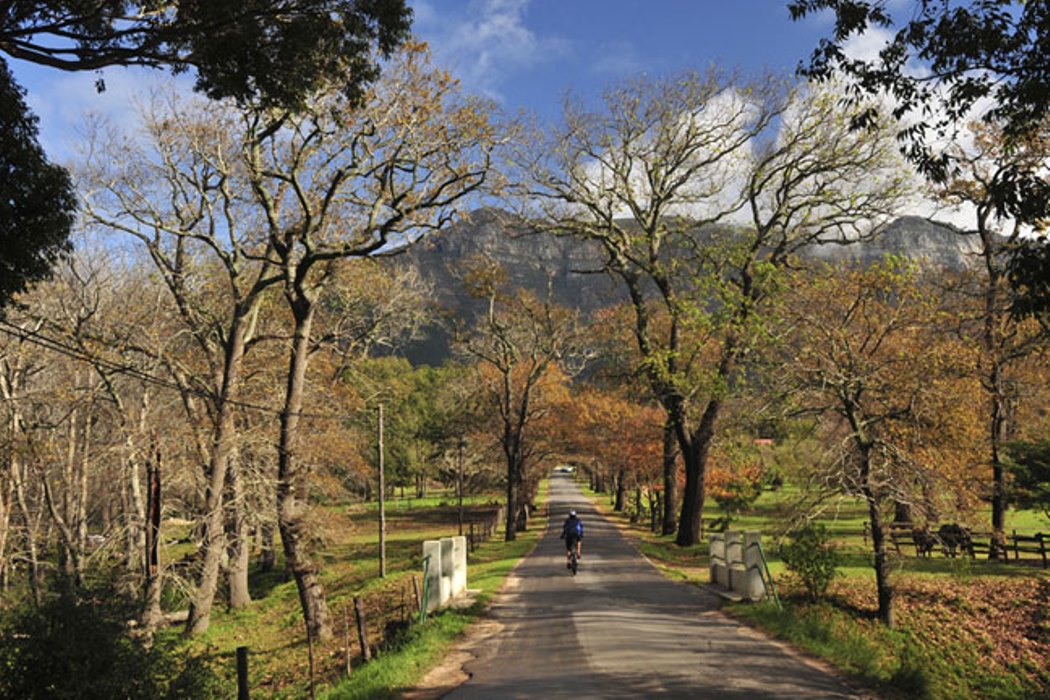 Tokai Forest